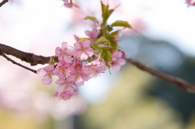 soku_13082.jpg :: 植物 花 桜 サクラ 