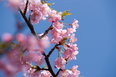 soku_13089.jpg :: 植物 花 桜 サクラ 