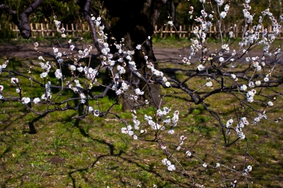 soku_13103.jpg :: 神代植物公園 植物 梅の木 (^_^) 