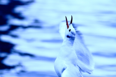 soku_13194.jpg :: 動物 鳥 鷗 カモメ ウミネコ 