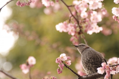 soku_13196.jpg :: 植物 花 桜 サクラ 動物 鳥 野山の鳥 