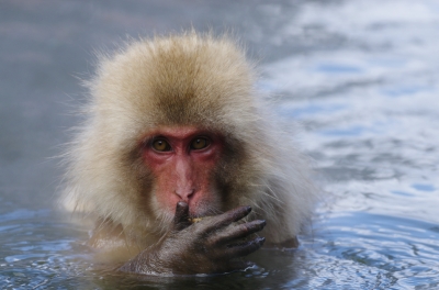 soku_13200.jpg :: 動物 哺乳類 猿 サル 地獄谷温泉 