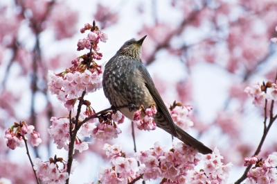 soku_13202.jpg :: 植物 花 桜 サクラ 動物 鳥 野山の鳥 