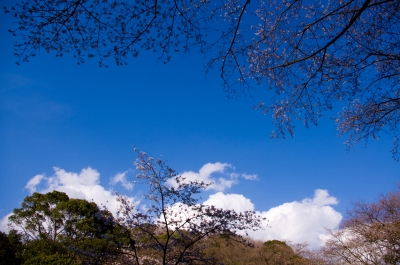 soku_13219.jpg :: 風景 空 青空 雲 植物 花 桜 ソメイヨシノ 