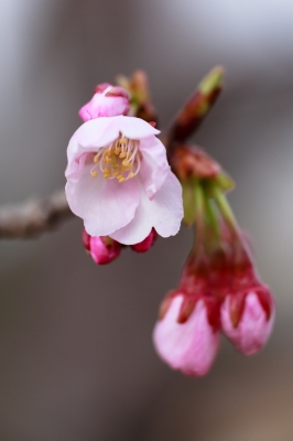 soku_13221.jpg :: 植物 花 桜 サクラ 