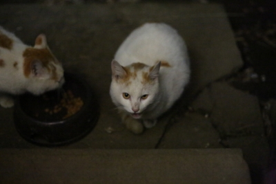 soku_13238.jpg :: 動物 哺乳類 猫 ネコ 