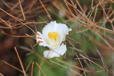 soku_13288.jpg :: 撒き餌レンズ 植物 花 白い花 