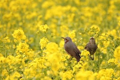 soku_13298.jpg :: 植物 花 菜の花 動物 鳥 野山の鳥 