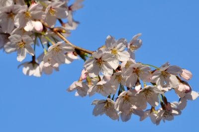 soku_13356.jpg :: 植物 花 桜 サクラ 