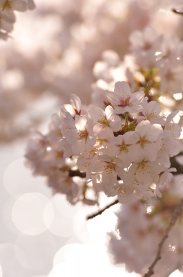 soku_13357.jpg :: 植物 花 桜 サクラ 