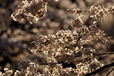 soku_13358.jpg :: 植物 花 桜 サクラ 