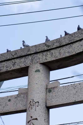 soku_13365.jpg :: 動物 鳥 鳩 ハト 建築 建造物 神社 鳥居 