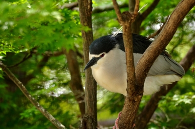 soku_13366.jpg :: 動物 鳥 野山の鳥 