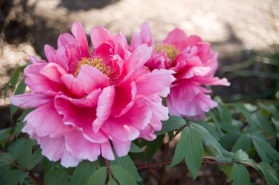 soku_13372.jpg :: 牡丹 植物 花 ピンクの花 