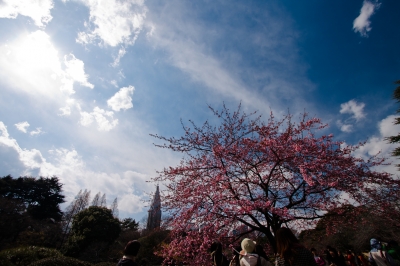 soku_13382.jpg :: 新宿御苑 植物 桜 超広角 
