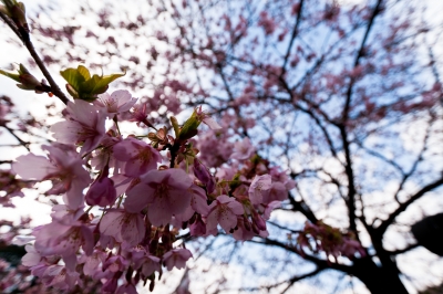 soku_13383.jpg :: 新宿御苑 植物 桜 超広角 