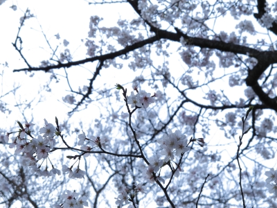 soku_13391.jpg :: 植物 花 桜 サクラ 