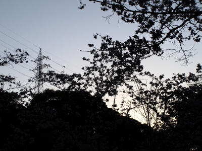 soku_13393.jpg :: 植物 花 桜 サクラ 