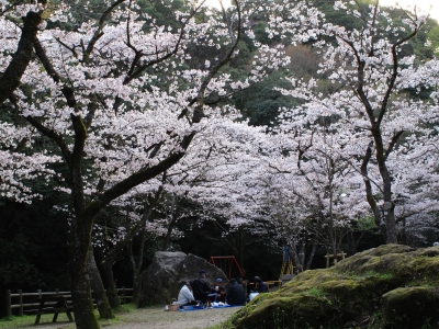 soku_13394.jpg :: 植物 花 桜 サクラ 