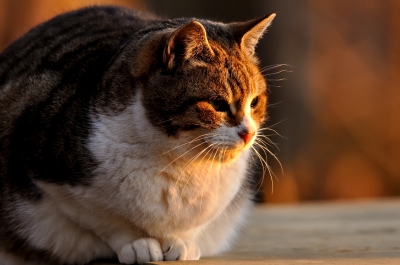 soku_13407.jpg :: 動物 哺乳類 猫 ネコ 