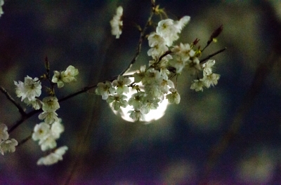 soku_13420.jpg :: 植物 花 桜 サクラ 夜桜 