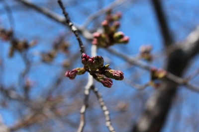 soku_13452.jpg :: 植物 花 桜 サクラ 蕾 つぼみ 