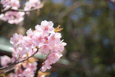 soku_13474.jpg :: 植物 花 桜 サクラ 