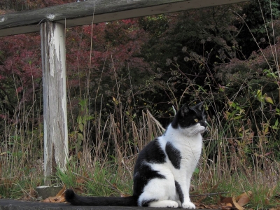 soku_13484.jpg :: PowerShotS95 風景 公園 動物 哺乳類 猫 ネコ イケメン ※メスです 