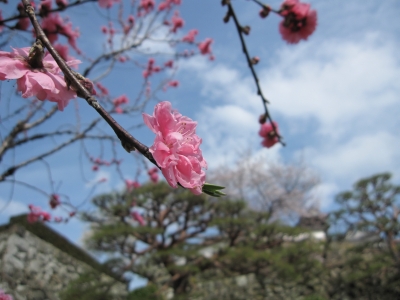 soku_13490.jpg :: 植物 花 桜 サクラ 