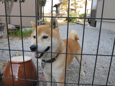 soku_13491.jpg :: 動物 哺乳類 犬 イヌ 