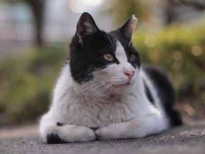 soku_13492.jpg :: 動物 哺乳類 猫 ネコ 