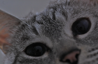 soku_13493.jpg :: 動物 哺乳類 猫 ネコ 顔 