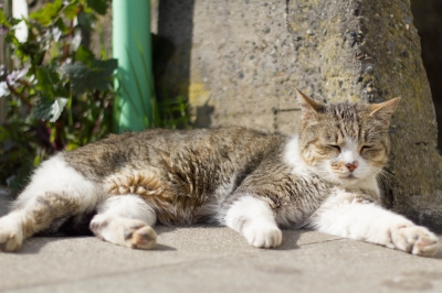soku_13506.jpg :: 動物 哺乳類 猫 ネコ 