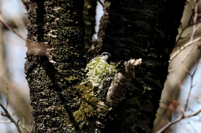 soku_13507.jpg :: 動物 鳥 野山の鳥 鳥の巣 巣 苔 