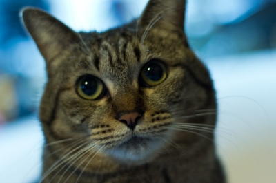 soku_13508.jpg :: 動物 哺乳類 猫 ネコ 
