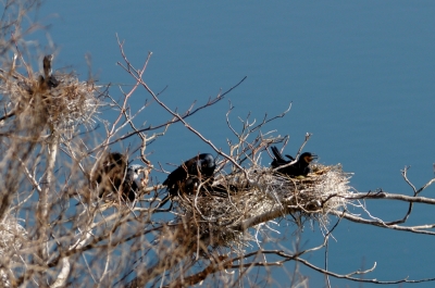 soku_13509.jpg :: 動物 鳥 野山の鳥 鳥の巣 巣 