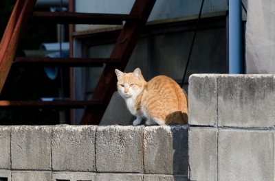 soku_13519.jpg :: 動物 哺乳類 猫 ネコ 