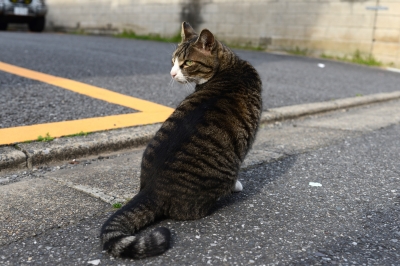 soku_13520.jpg :: 動物 哺乳類 猫 ネコ 