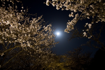 soku_13552.jpg :: 植物 花 夜桜 ソメイヨシノ 夜景 月 
