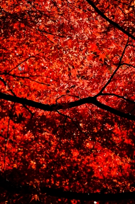 soku_13557.jpg :: 風景 自然 紅葉 赤い紅葉 