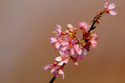 soku_13564.jpg :: 植物 花 桜 サクラ オカメザクラ 