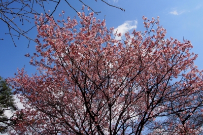 soku_13567.jpg :: 植物 花 桜 サクラ 