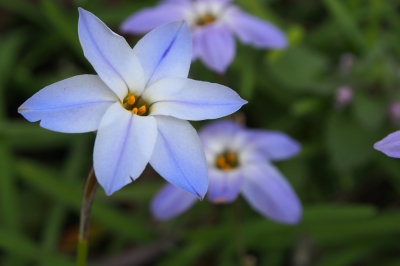 soku_13573.jpg :: 植物 花 紫の花 