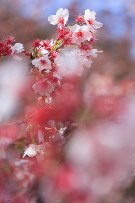 soku_13597.jpg :: 植物 花 桜 サクラ 