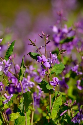 soku_13640.jpg :: 植物 花 紫の花 