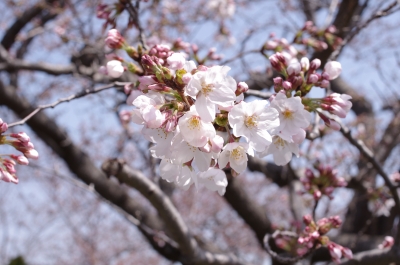 soku_13653.jpg :: 桜成分 植物 花 桜 サクラ 