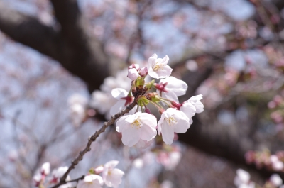soku_13654.jpg :: 桜成分 植物 花 桜 サクラ 