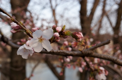 soku_13674.jpg :: 植物 花 桜 サクラ 