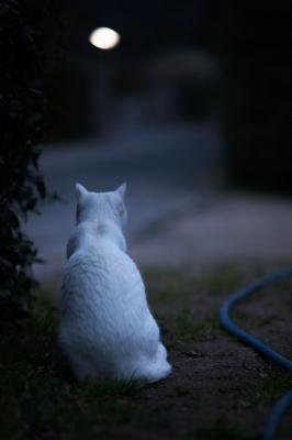 soku_13678.jpg :: 動物 哺乳類 猫 ネコ 