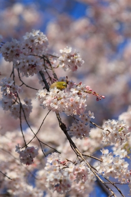 soku_13683.jpg :: 桜 動物 鳥 野山の鳥 メジロ 